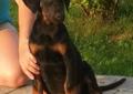 Doberman - szczenięta rodowodowe - ZKwP (FCI) JUŻ DO ODBIORU Rodowód