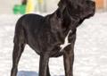 Dogo Canario
