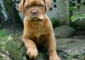Dogue De Bordeaux Rodowód