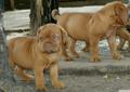 Dogue De Bordeaux Rodowód