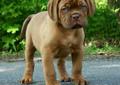 Dogue De Bordeaux Rodowód