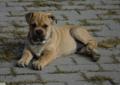 Dostępne szczeniaki Ca de bou (Dog z Majorki) Available Puppies Rodowód