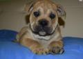 Dostępne szczeniaki Ca de bou (Dog z Majorki) Available Puppies Rodowód