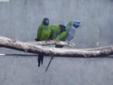 Dwie pary papug - konury brazylijskie i konury nandaje
