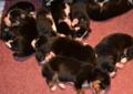 Entlebucher Sennenhund - szczeniak na sprzedaż