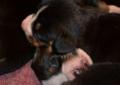 Entlebucher Sennenhund - szczeniak na sprzedaż