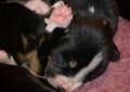 Entlebucher Sennenhund - szczeniak na sprzedaż