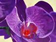 Fioletowa Orchidea - obraz na płótnie