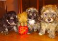 Hawańczyk ZKwP FCI nie maltańczyk york shih tzu, boo lhasa Chihuahua Rodowód