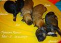 Hawańczyk ZKwP FCI nie maltańczyk york shih tzu, boo lhasa Chihuahua Rodowód