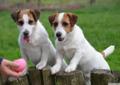 JACK RUSSELL TERRIER / jack rusel terier hod. Terierkowo Rodowód