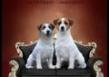 JACK RUSSELL TERRIER / jack rusel terier hod. Terierkowo Rodowód