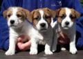 JACK RUSSELL TERRIER / jack rusel terier hod. Terierkowo Rodowód
