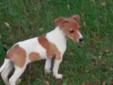 Jack Russell Terrier - piękna suczka