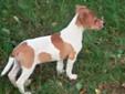 Jack Russell Terrier - piękna suczka