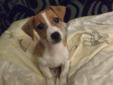 Jack Russell Terrier - piękne szczeniaczki