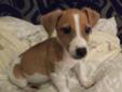 Jack Russell Terrier - piękne szczeniaczki