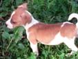 Jack Russell Terrier - urocze szczeniaczki