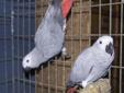 Kakadu alba mloda żako i ary profesjonalna hodowla papug