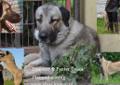Kangal Linia Panter nie Anatolian!!!