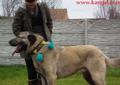 Kangal Linia Panter nie Anatolian!!!