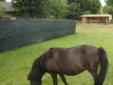 Koń - kuc karo-gniady, 120 cm w kłębie + siodło western