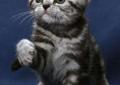Kocięta brytyjskie silver tabby