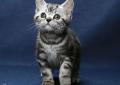 Kocięta brytyjskie silver tabby