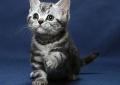 Kocięta brytyjskie silver tabby