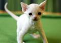 Kocięta devon rex biały i seal point Rodowód