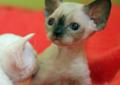 Kocięta devon rex biały i seal point Rodowód