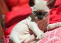 Kocięta devon rex biały i seal point Rodowód
