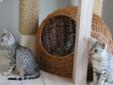 Kocięta Egipskie Mau - Mityczna, najrzadsza rasa kotów Rodowód