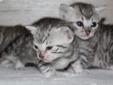 Kocięta Egipskie Mau - Mityczna, najrzadsza rasa kotów Rodowód