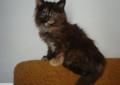 Kocięta Maine Coon Rodowód