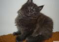 Kocięta Maine Coon Rodowód
