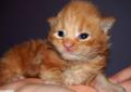 Kocięta Maine Coon z rodowodem FPL idealnie zsocjalizowane Rodowód