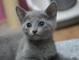 Kocięta Rosyjskie Niebieskie... Rodowód