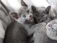 Kocięta Rosyjskie z Blue Bajkal*PL rodowód WCF Rodowód