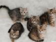 Kocięta syberyjskie z rodowodem - do odbioru Rodowód