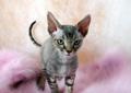 Kociaki devon rex do rezerwacji ! Rodowód