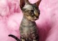 Kociaki devon rex do rezerwacji ! Rodowód