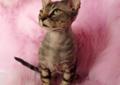 Kociaki devon rex do rezerwacji ! Rodowód