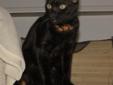 Kot bengalski - czarny lampart Rodowód