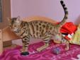 Kot bengalski - lampart w domu Rodowód