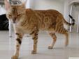 Kot bengalski - mały lampart Rodowód