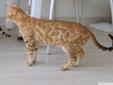 Kot bengalski - mały lampart Rodowód