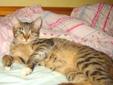 Kot, Kocięta Kotka 5,5 mies. domowa, zaszczepiona kuwetkowa