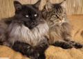 Koteczka Maine Coon atrakcyjna cena! Rodowód