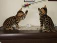 Koty bengalskie z Schelwood*Pl - mamy kocięta !